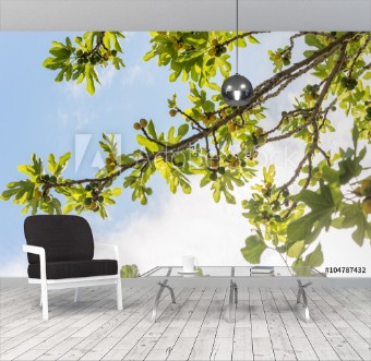 Picture of Green fig fruits on branches 